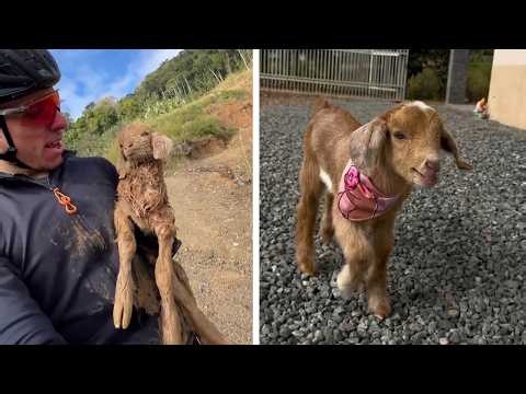 Rejected Baby Goat At Rock Quarry Melts Cyclist's Heart Mid-Ride