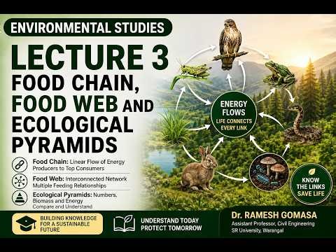 Food Chain, Food Web and Ecological Pyramids | Environmental Studies Lecture 3