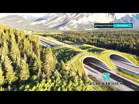 Wildlife crossings are gaining momentum