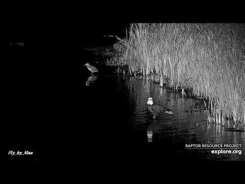 Rare Night Hunt: Bald Eagle Stalks Coots! 🦅 Mississippi Flyway explore.org 10-19-26
