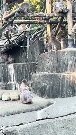 多摩動物公園 おサルさんいっぱい🐵喧嘩もあちこちでしていて賑やかでした...