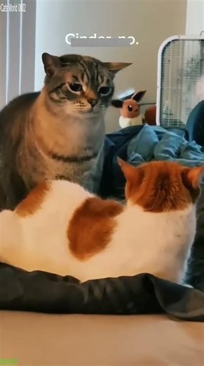 Epic Cat falls off the couch - Cute Reaction 📈 Rising!