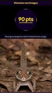 20 NEW Gecko Species Ranked by Scientific Importance
