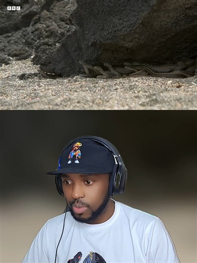 Iguana chased by killer snakes | Planet Earth #wildlife #draqlastreams #tiktokuganda #netflix #fyp #fypシ゚ #fy #tiktok