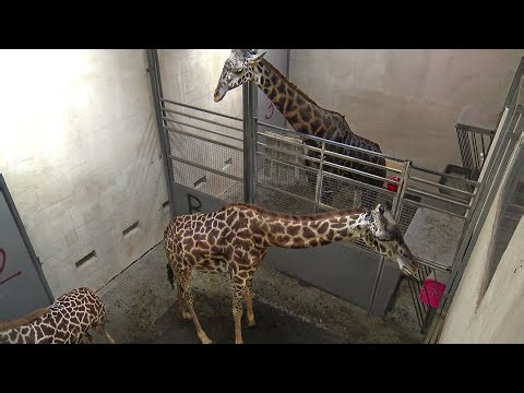 EarthCam Live: Giraffe Cam Barn - Greenville, SC