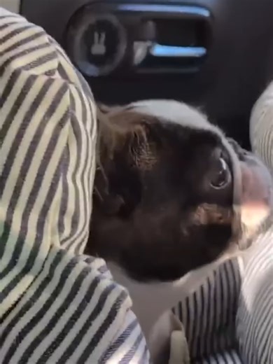 Bjorn doesn't want to leave the park 😂 #familyfun #vlog