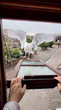 Today My Pet Seagull Showed Up With A Gift...