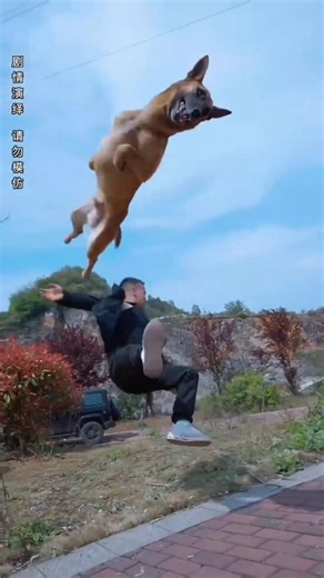 The owner and his brave dog saved the girl's life.