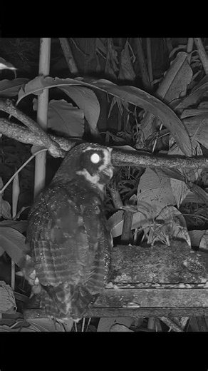 Spectacled Owl Catches Rodent On Panama Fruit Feeders