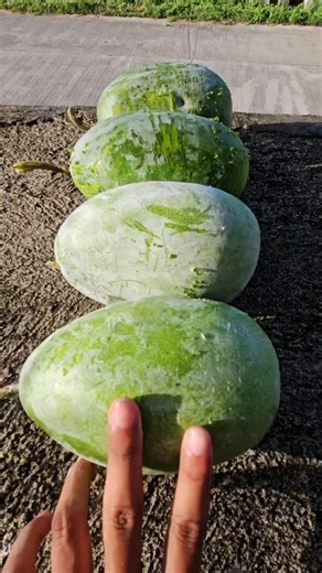 Experiment: Will a Watermelon Explode after falling from the Building??