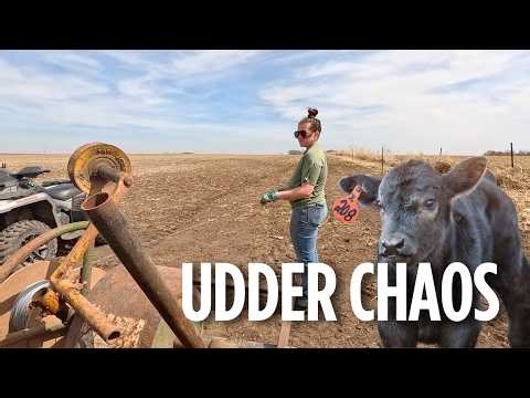 75% done calving & gearing up for planting!