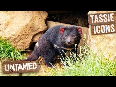 Raising Wombats & Tasmanian Devils For Life Back In The Wild | The Wild Life Of Tim Faulkner