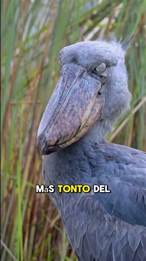 ¡El Ave Que Parece Tonta, Pero Caza Cocodrilos! #sabiasque #datoscuriosos