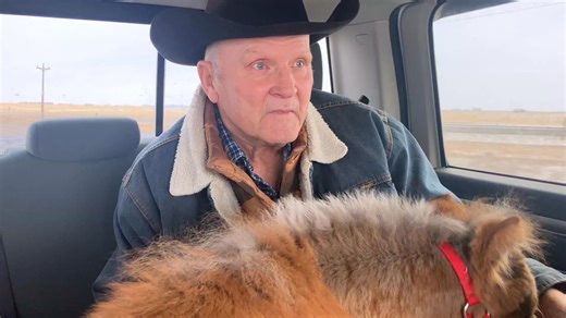 Here's how the Nugget visit to Global Calgary looked behind the scenes. This visit stemmed from our last Nugget visit to a seniors lodge that was covered by reporters. When it aired on Global, the news anchor Dallas Flexhaug, was quite smitten with Nugget and happened to mention on air that she would love see Nugget visit the station news room. So, she did. We had a ton of fun at Global and were totlly amazed with the studio. Nugget was SO well behaved and waited until she got outside to pee. | 