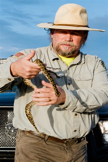 Everglades’te istilacı pitonlarla mücadele eden gaziler
