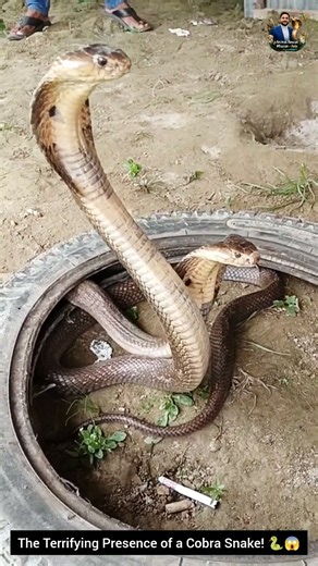 The Terrifying Presence of a Cobra Snake! 🐍😱 #snake #wildliferescue #cobra #wildlifeentertainment