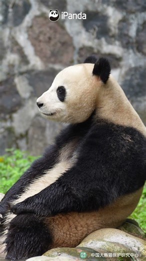 This Is Literally Me Questioning My Life | iPanda #shorts