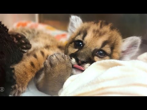 Mountain lion cub with missing toes rescued after being discovered alone in California