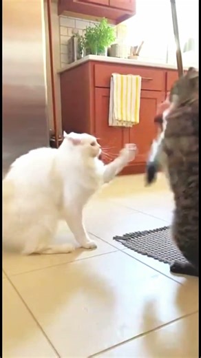 Two Cats Turn Into Tiny Tigers 🐯😱 | Epic Cat Fight Caught on Camera