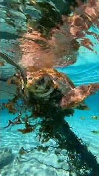 They couldn't leave this sea turtle behind ❤️ #animalrescue #seaturtle #ocean