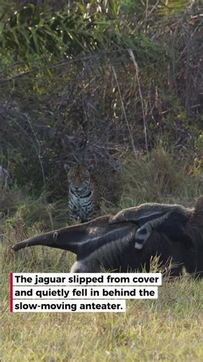 Jaguar Stalks Anteater Mum & Baby