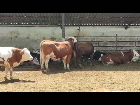 Amazing Bull mating fast jumpers season 3 Session 4