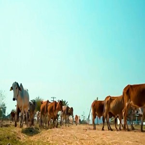 (Without GFX) Chhattisgarh expands dairy cooperatives to 977, boosting milk production and rural livelihoods