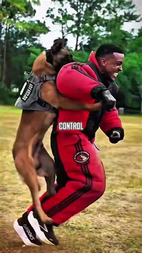 The Most Aggressive Dog? Here’s the Truth