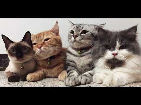 The Pure Joy of Four Stray Cats ❤️