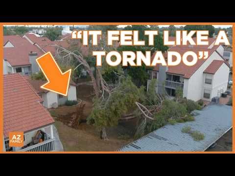 Storm uproots trees, crushes cars at Mesa apartment complex