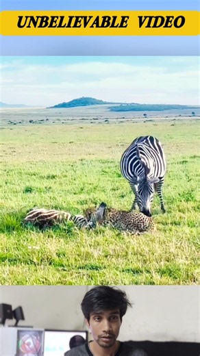 Brave Mother Zebra Bites the Leopard to Protect Her Baby