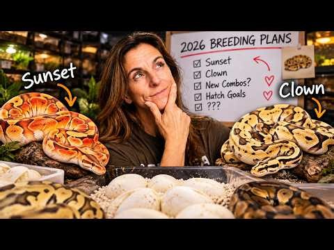 Our BIGGEST Ball Python Breeding Plans Yet!