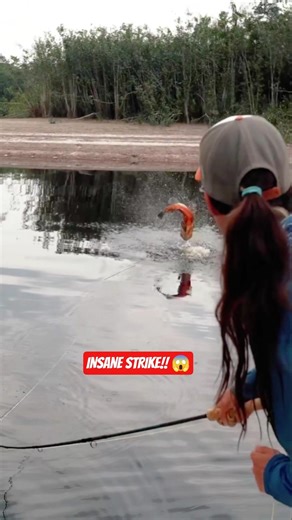 CRAZY Peacock Bass Attack! You Won’t Believe This 😱