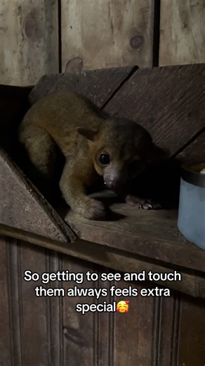 We rarely get to interact with our kinkajou’s, so when they come out it’s always very exciting!🥰 #kinkajou #honeybear #exotic #wildlife #sanctuary
