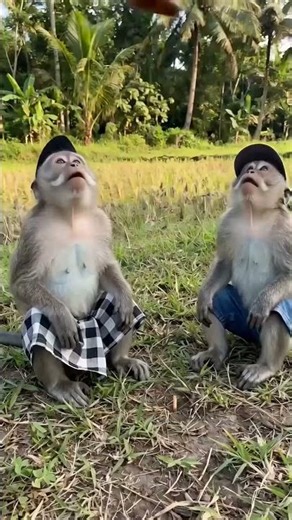 When Monkeys Play with Fireworks... 🍗 #shorts