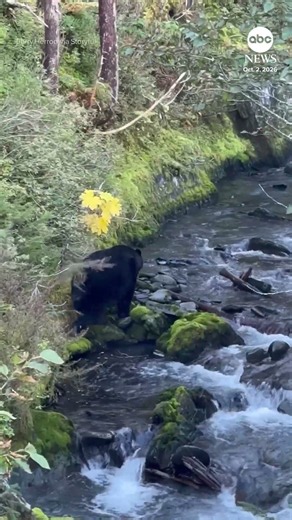 Waste collection workers release bear from back of garbage truck