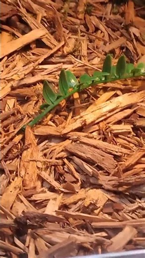 Jungle Reef part 7: Burmese python (her name has been settled as Butters)