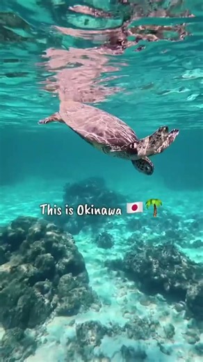 This is Okinawa 🇯🇵🌴 #ikigai #travel