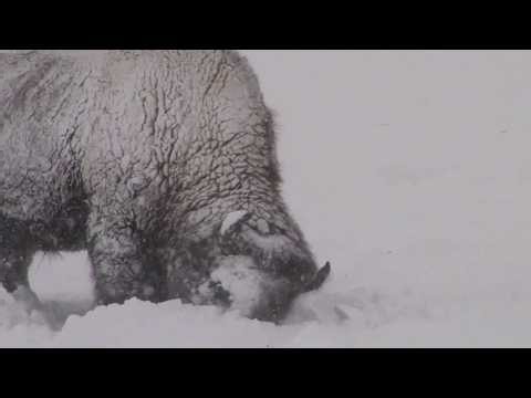 How Bison Survive Winter: More Than a Snowplow