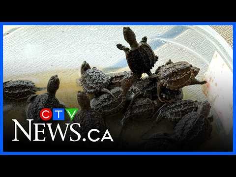 400 baby turtles released back into the wild