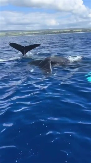 Whale Watching Hawaii Oahu | Witness Humpback Whales in Haleiwa North Shore
