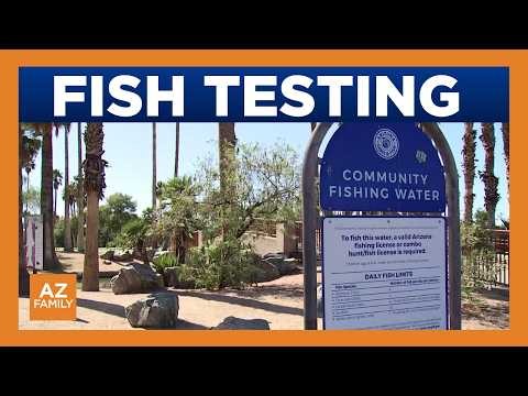 Arizona to test fish in more than 25 lakes for PFAS, issue advisories this summer