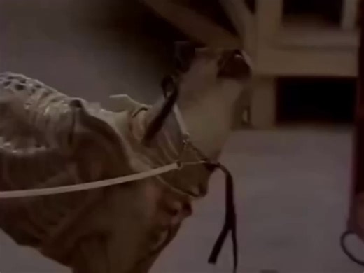 Durante el rodaje de Alien 3, David Fincher intentó algo que hoy suena casi imposible… Usar un perro real con un traje para dar vida a la criatura, buscando ese movimiento orgánico que el CGI aún no podía ofrecer La idea era tan complicada de controlar en cámara que acabó siendo descartada…