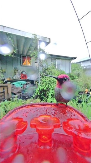 Bird Feeder Cam Live 🌿 Wild Birds Up Close Aviary Stream #livecam