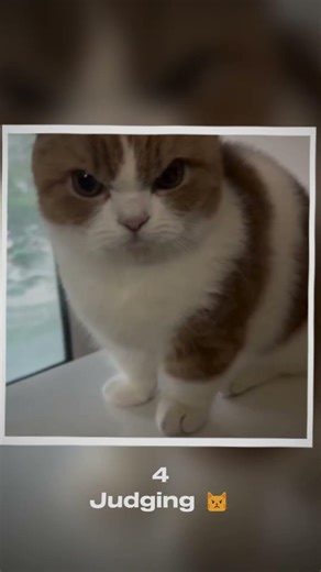 Top 5 Angriest Cats Ever Caught On Camera 😾 #shorts #funny #cat