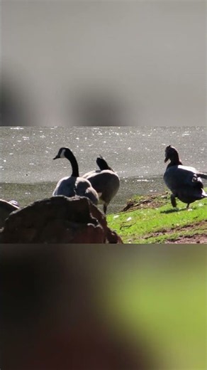 A Peaceful Day with the Geese