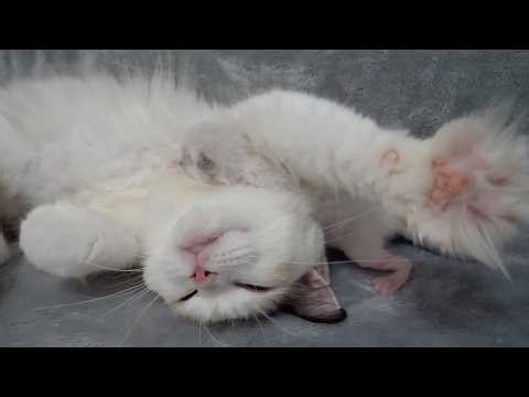 The kitten trying to snuggle up to its mother is so cute...