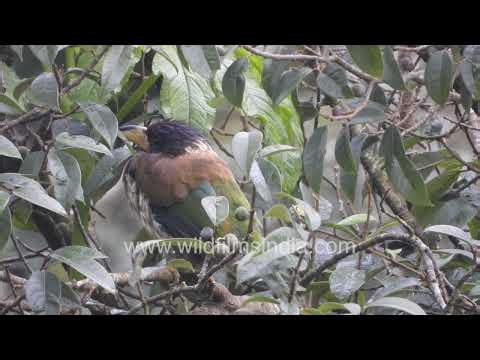 Great Barbet forages on Wild Himalayan Fig fruits in the forest