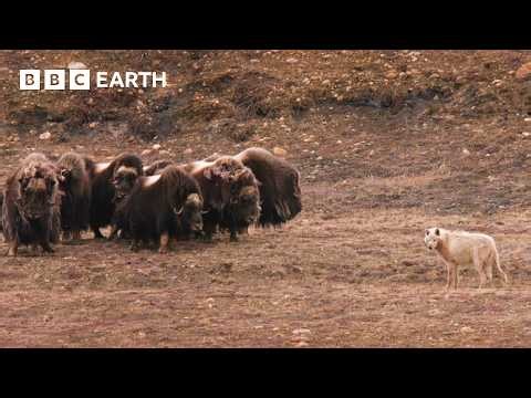 Deadly Animal Showdowns | BBC Earth
