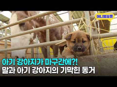 The Story of How a Puppy Came to Live in the Stable | KBS Best Friend Aired 04/20/15